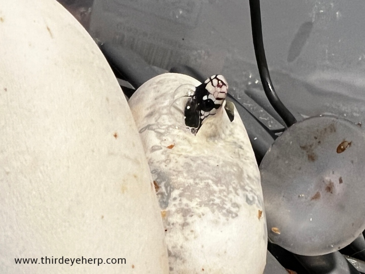 Cerbat Mountains California Kingsnake